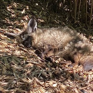 Bat-eared fox 070820
