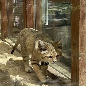 Arabian sand cat 070820