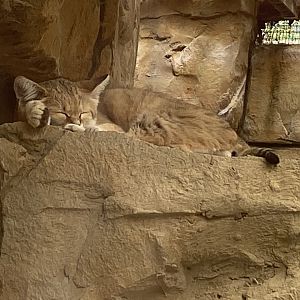 Arabian sand cat 070820