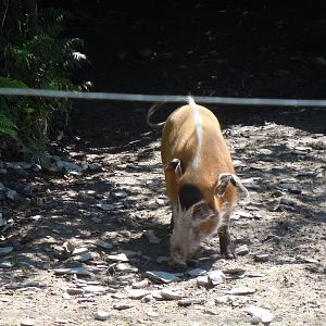 Red river hog 070820