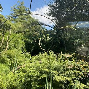 Scalet ibis and Roseate spoonbill aviary 070820