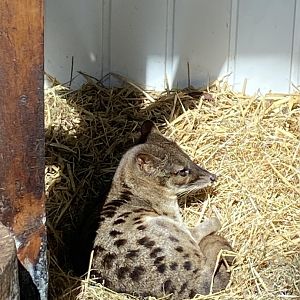 Spotted fanaloka 070820