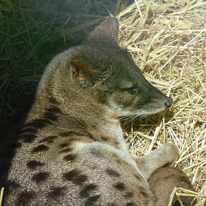 Spotted fanaloka 070820