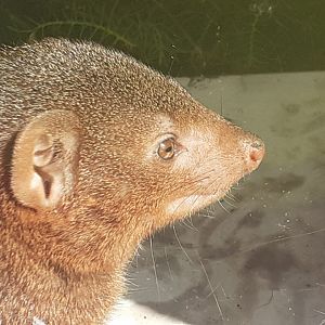 Dwarf mongoose 070820