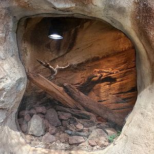 Aug. 2020 - Desert Dome - Australia's Red Center - Cunningham's Skink Exhibit