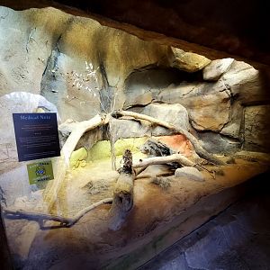 Aug. 2020 - Desert Dome - Australia's Red Center - Perentie Exhibit