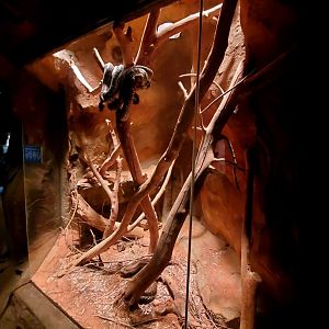 Aug. 2020 - Desert Dome - Australia's Red Center - Centralia Python Exhibit