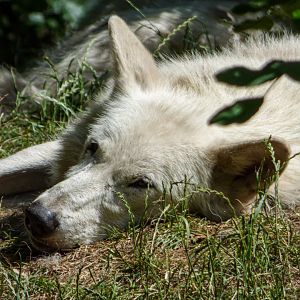Arctic Wolf