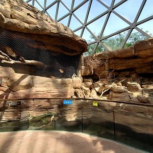 Aug. 2020 - Desert Dome - Namib Desert - Klipspringer/Meerkat + Bat-eared Fox Exhibits