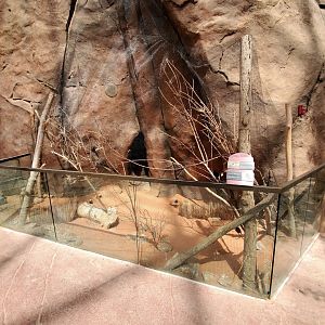 Aug. 2020 - Desert Dome - Namib Desert - Blacksmith Plover/Chestnut Weaver Exhibit