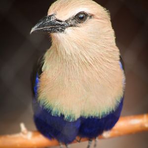 Aug. 2020 - Desert Dome - Namib Desert - Blue-bellied Roller