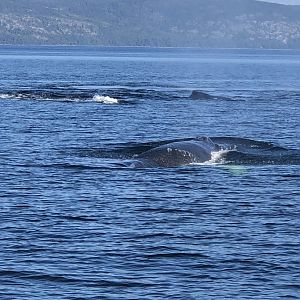 Humpback Whales