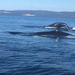 Humpback Whales