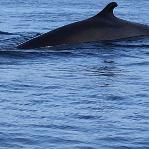 Fin Whale