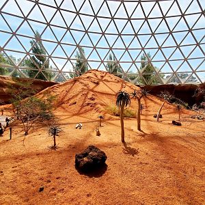 Aug. 2020 - Desert Dome - Namib Desert (11 Free Flying Species)