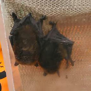 Big brown bats at the Sacramento Reptile Show