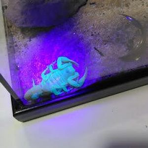 Arizona bark scorpion at the Sacramento Reptile Show