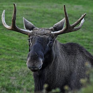 Eurasian elk (Alces alces)