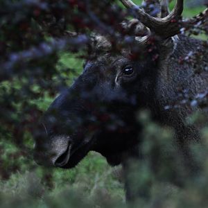 Eurasian elk (Alces alces)