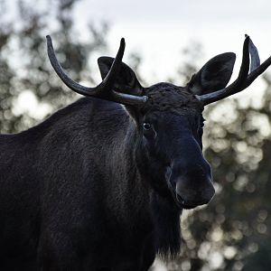 Eurasian elk (Alces alces)