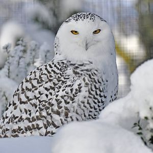 Snowy Owl (Bubo scandiacus)