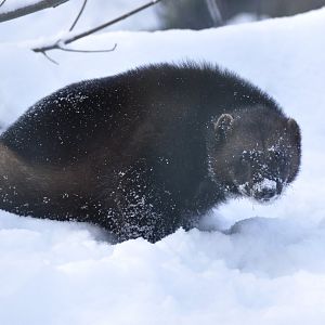 European wolverine (Gulo gulo gulo)