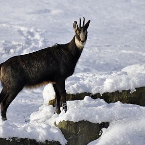 Alpine chamois (Rupicapra rupicapra rupicapra)