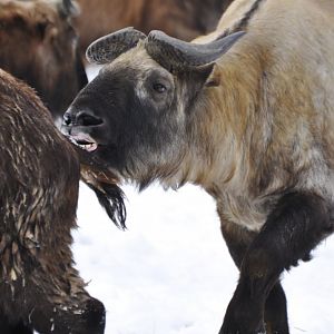 Mishmi takin (Budorcas taxicolor taxicolor)
