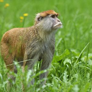 Patas (Erythrocebus patas)