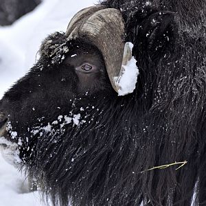 Barren ground muskox (Ovibos moschatus moschatus)