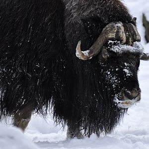 Barren ground muskox (Ovibos moschatus moschatus)