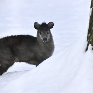 Michie's tufted deer (Elaphodus cephalophus michianus)