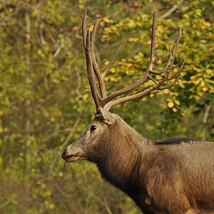 Milu (Elaphurus davidianus)