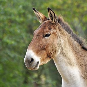 Eastern kiang (Equus kiang holdereri)