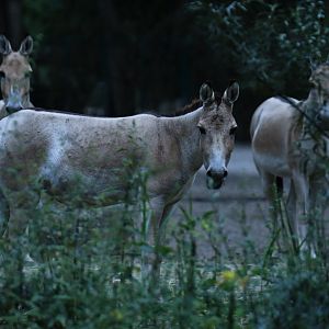 Turkmenian kulan (Equus hemionus kulan)
