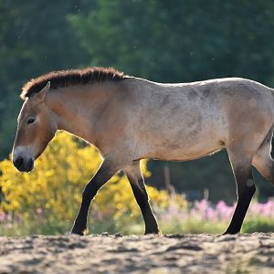 Przewalski's horse (Equus ferus przewalskii)