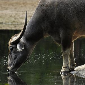 Kerabau (Bubalus arnee f. bubalis)