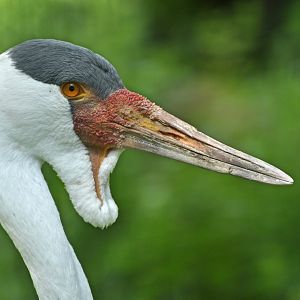 Wattled crane (Bugeranus carunculatus)