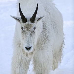 Rocky Mountain goat (Oreamnos americanus)