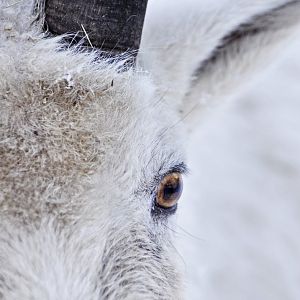 Rocky Mountain goat (Oreamnos americanus)