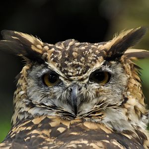 Mackinder's Eagle-owl (Bubo capensis mackinderi)