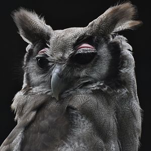 Verreaux's Eagle-owl (Bubo lacteus)