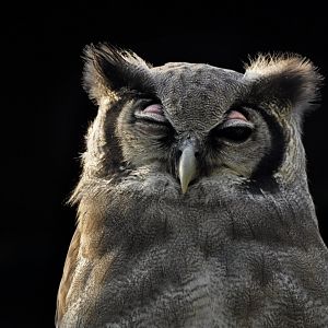 Verreaux's Eagle-owl (Bubo lacteus)