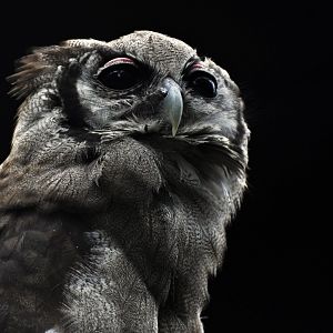 Verreaux's Eagle-owl (Bubo lacteus)