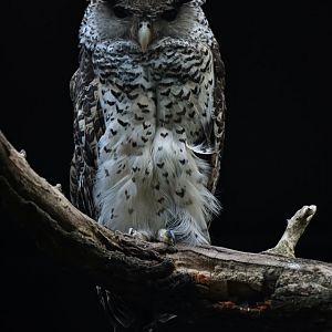 Sri Lankan spot-bellied eagle-owl (Bubo nipalensis blighi)