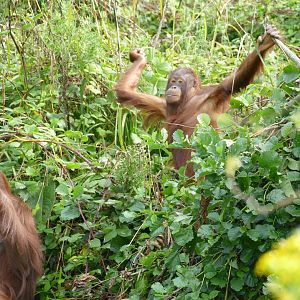 Blackberrying, August 2020