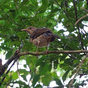 Clay-colored thrush (Turdus grayi)