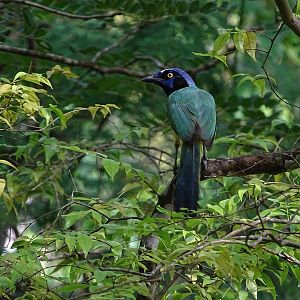 Green jay (Cyanocorax luxuosus)
