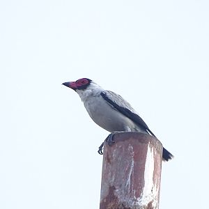 Masked tityra (Tityra semifasciata)
