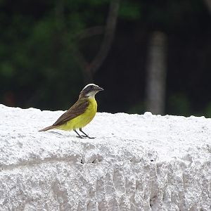 Social flycatcher (Myiozetetes similis)